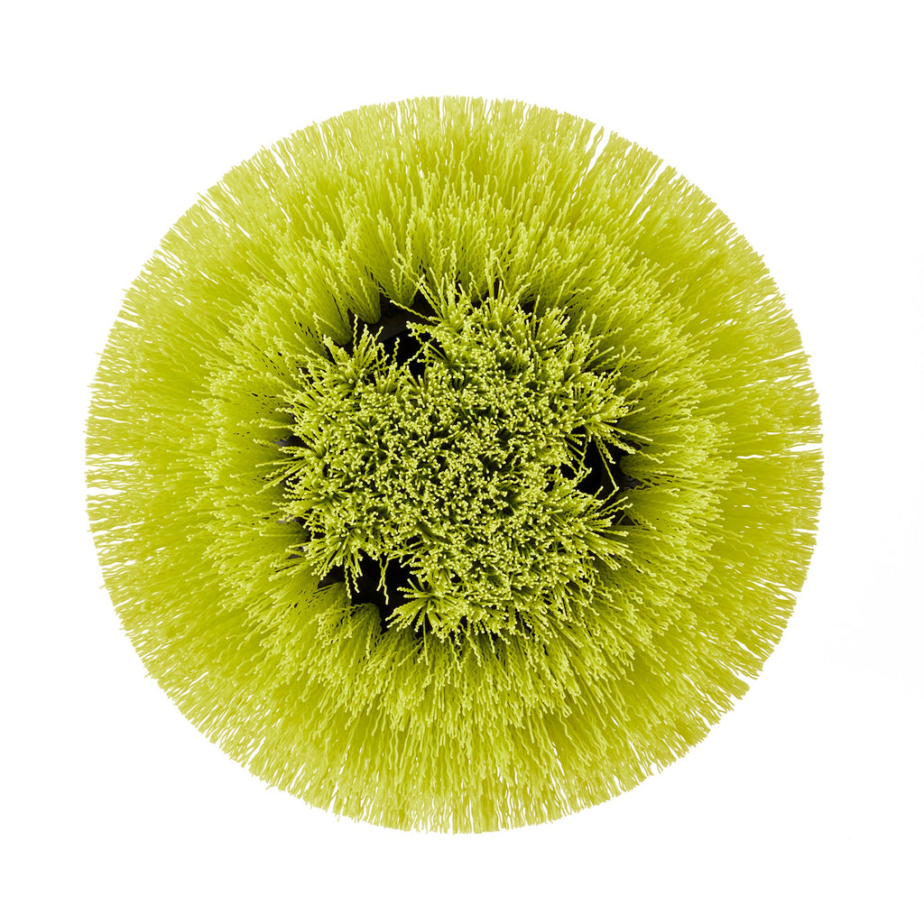 MEDIUM BRISTLE ROUND BRUSH image