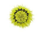 2 PC. MEDIUM BRISTLE BRUSH CLEANING ACCESSORY KIT Image 5